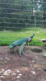 Pauwen, Dieren en Toebehoren, Pluimvee, Meerdere dieren, Overige soorten
