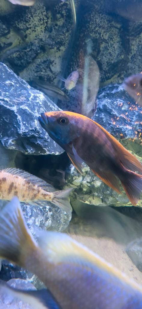 Aulonocara Phoenix van Thomas Seifert, Dieren en Toebehoren, Vissen | Aquariumvissen, Vis