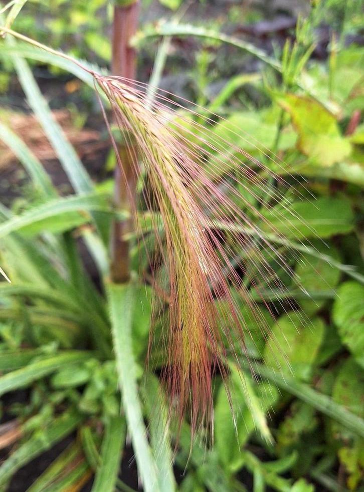 Hordium jubatum zaden, kwispelgras, Tuin en Terras, Bloembollen en Zaden, Volle zon, Ophalen of Verzenden