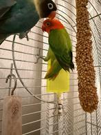 Dwergpapegaaien - Koppel, Dieren en Toebehoren, Vogels | Parkieten en Papegaaien, Meerdere dieren, Dwergpapegaai of Agapornis