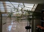 Stekjes parapluplant, Huis en Inrichting, Kamerplanten, Ophalen of Verzenden, Overige soorten, Minder dan 100 cm