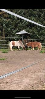 Hooiruif met dak, Dieren en Toebehoren, Stalling en Weidegang