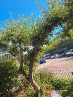 Appelboom gratis af te halen - zelf uitgraven!, Overige soorten, Lente, 100 tot 250 cm, Ophalen