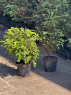Taxus, Tuin en Terras, Planten | Struiken en Hagen, Ophalen, Taxus, Haag, Minder dan 100 cm