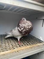 Twee jongen Gaditano doffers, Dieren en Toebehoren, Vogels | Duiven, Meerdere dieren, Overige soorten