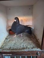 Laudino duivin, Dieren en Toebehoren, Vrouwelijk, Kropper