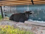 Ouessant ram, Dieren en Toebehoren, Mannelijk, Schaap