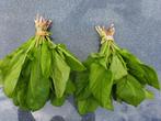 Zuurblad (kuzu kulagi).    Per bos voor €1,25, Tuin en Terras, Planten | Tuinplanten, Ophalen, Zomer, Volle zon