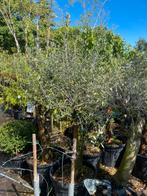 Olijf bomen grote kuip dikke stam van een meter dan de kruin, Tuin en Terras, Planten | Bomen, Bloeit niet, 100 tot 250 cm, Olijfboom