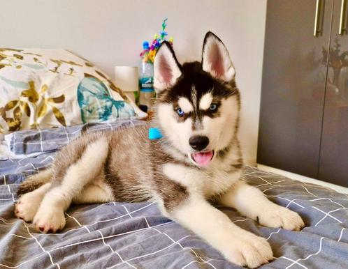 Blue Eyed Black & White Unique Siberian Husky Champion Puppy, Dieren en Toebehoren, Honden | Bulldogs, Pinschers en Molossers