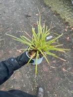 Carex morrowii - Japanse Zegge, Ophalen, Vaste plant, Siergrassen, Bloeit niet