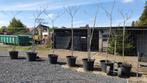 Albizia julibrissin slaapboom, Tuin en Terras, Planten | Bomen, Ophalen, Volle zon, Overige soorten