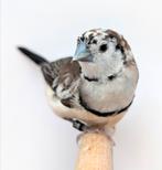 Bichenow bont, Dieren en Toebehoren, Vogels | Overige Vogels, Meerdere dieren