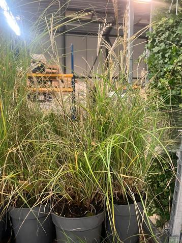 Grassoorten! beschikbaar voor biedingen