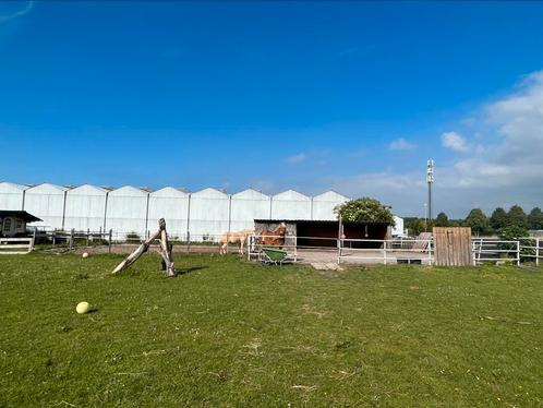Stalling aangeboden Almere, Dieren en Toebehoren, Stalling en Weidegang, Stalling, 1 paard of pony