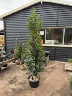 Super grote portugese laulier partij 25 stuks super mooi, Ophalen, Laurier, Haag, 100 tot 250 cm