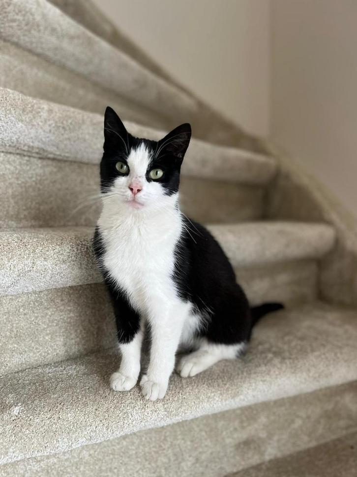 Te koop: makke, zindelijke, gesteriliseerde poes, Dieren en Toebehoren, Katten en Kittens | Overige Katten, Poes