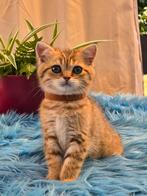 Brits / Britse Korthaar kittens, raszuiver, ingeënt, Meerdere dieren, Gechipt, 0 tot 2 jaar