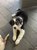 Australian shepherd pups, Dieren en Toebehoren, Honden | Herdershonden en Veedrijvers, Rabiës (hondsdolheid), Overige rassen, 8 tot 15 weken