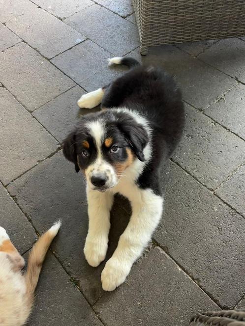 Australian shepherd pups, Dieren en Toebehoren, Honden | Herdershonden en Veedrijvers, Meerdere dieren, Overige rassen, Particulier