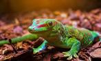 Reuze madagaskar daggekko, Hagedis, Tam, 0 tot 2 jaar