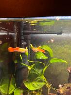 2 mannetjes guppy, Vis