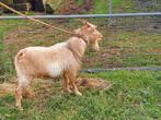 dwergbok dekbokje  licht isabel, Mannelijk, Geit, 0 tot 2 jaar
