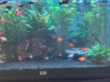 Te koop Aqarium beschikbaar voor biedingen