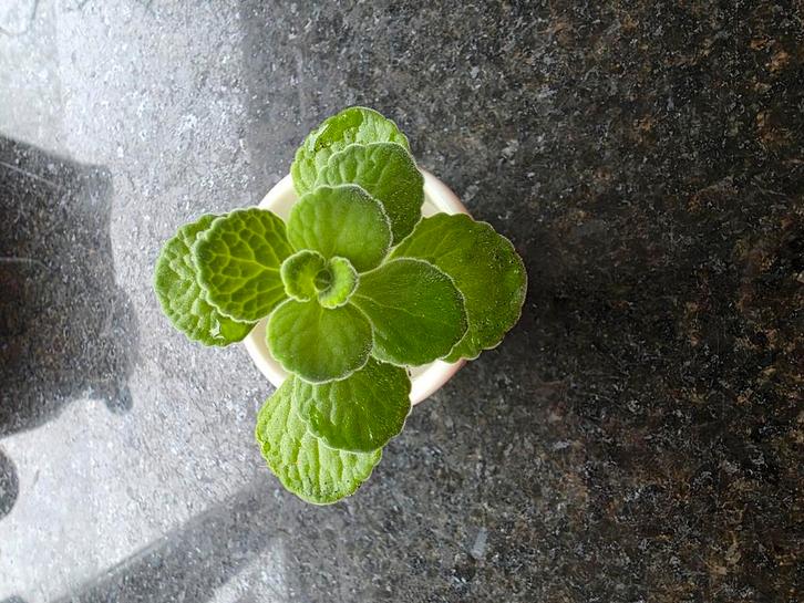 Vicks plantje, Huis en Inrichting, Kamerplanten, Vetplant, Minder dan 100 cm, Halfschaduw, Ophalen of Verzenden