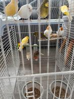 1 koppel putters en 7 kleurrijke kanaries. Niet los te koop, Dieren en Toebehoren, Vogels | Kanaries, Meerdere dieren, Kleurkanarie