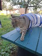 Sonic, lieve 6 maanden oude kitten (kater) van 9-4-2025, Dieren en Toebehoren, Katten en Kittens | Raskatten | Korthaar, Kater