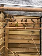 Mexicaanse roodmussen, Dieren en Toebehoren, Meerdere dieren