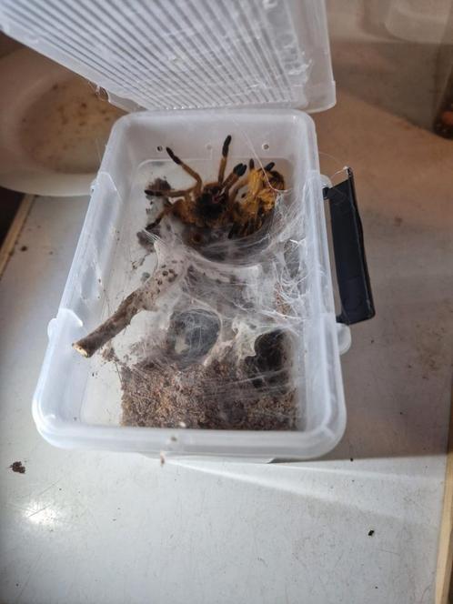 OBT(ORANGE BABOON TARANTULA), Dieren en Toebehoren, Insecten en Spinnen, Spin of Schorpioen
