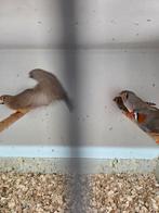 Grote zebravinken, Meerdere dieren