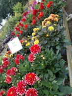Dahlia planten diverse kleuren, Tuin en Terras, Planten | Tuinplanten, Ophalen, Zomer, Overige soorten, Volle zon