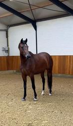 3 jarige merrie, Dieren en Toebehoren, Paarden, Merrie, Dressuurpaard, 3 tot 6 jaar