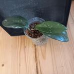 hoya carnosa nr 2-2, Huis en Inrichting, Kamerplanten, Ophalen of Verzenden, Halfschaduw, Minder dan 100 cm