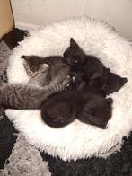 Katjes 2 maanden oud 3zwart, Dieren en Toebehoren, Katten en Kittens | Raskatten | Korthaar, Kater, 0 tot 2 jaar