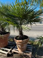 Trachycarpus fortunei in doppio bordo aarderwerk pot, Ophalen