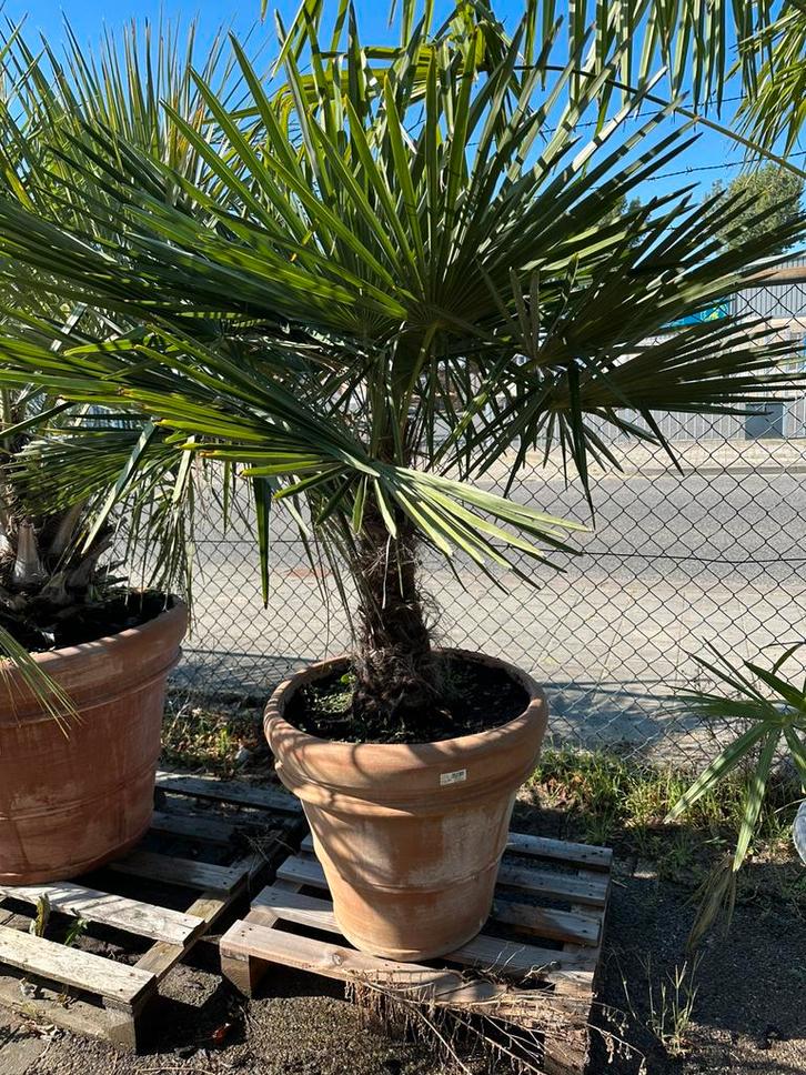 Trachycarpus fortunei in doppio bordo aarderwerk pot, Tuin en Terras, Planten | Bomen, Ophalen