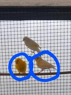 Kanarie mannen 2 stuks. 1 gele en 1 geel/mozaiek., Mannelijk, Kleurkanarie