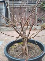 tuinbonsai en Pre bonsai, Tuin en Terras, Planten | Bomen, Bloeit niet, Overige soorten, Minder dan 100 cm, Ophalen