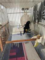 Zwarte sijs man, Dieren en Toebehoren, Vogels | Overige Vogels, Mannelijk, Tropenvogel