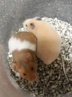 Goudhamsters, Dieren en Toebehoren, Knaagdieren, Hamster, Vrouwelijk, Januari, Tam