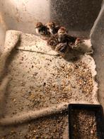 Europese patrijzen, Meerdere dieren, Overige soorten