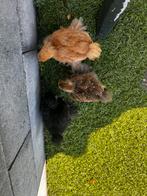 4 schattige cochin kuikens, Geslacht onbekend, Kip