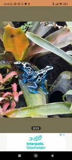 Dendrobates tinctorius oyapok koppel, Amfibie