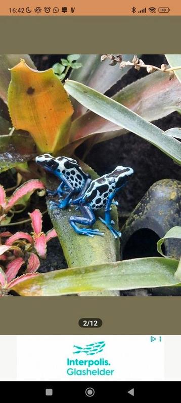 Dendrobates tinctorius oyapok koppel beschikbaar voor biedingen