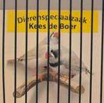 Koppel zwartwang zebravinken, Meerdere dieren, Geringd