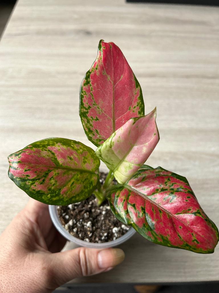 Aglaonema Red Zircon, Ophalen of Verzenden, In pot, Halfschaduw, Minder dan 100 cm